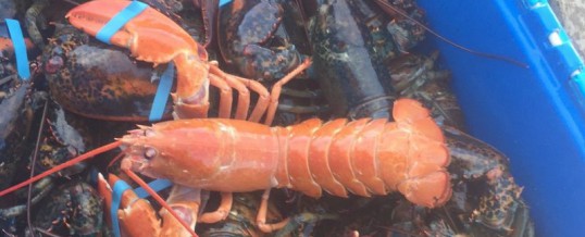 Rare red and blue lobsters caught off Cape Breton